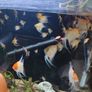 angel fish Image 5