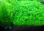 6 species Aquarium plants