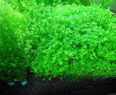 6 species Aquarium plants