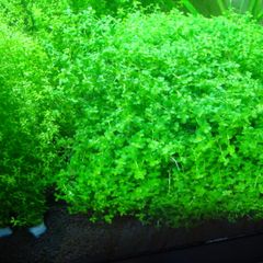 6 species Aquarium plants