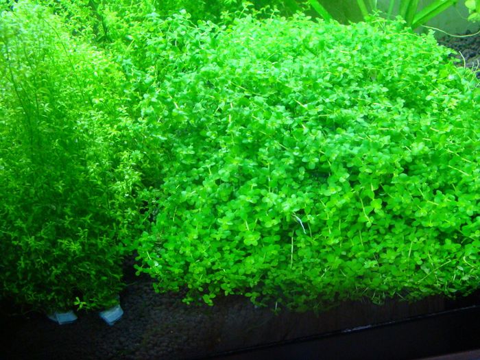 Aquarium plants