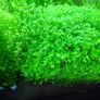 Aquarium plants Image 2