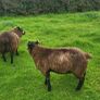 Blue Texel PBR Ram Lambs SIS elegible Image 5