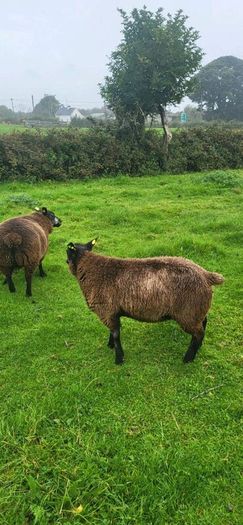 Blue Texel PBR Ram Lambs SIS elegible