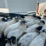 Organic Hoggets Image 3