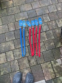 dog collars