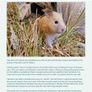 Hamster Care Guide Image 2