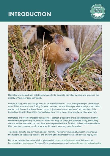 Hamster Care Guide