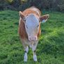 PBR Simmental heifer Image 2