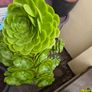 Aeonium succulent Image 5