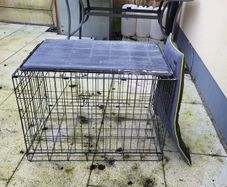 Dog Cage