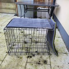Dog Cage