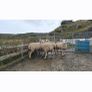 Organic Cheviot Hoggets Image 2
