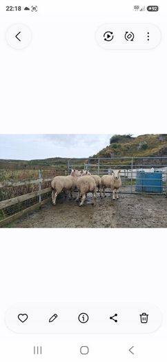 Organic Cheviot Hoggets