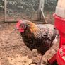Easter Egger Rooster For Sale Image 4