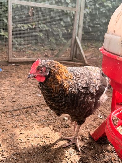 Easter Egger Rooster For Sale