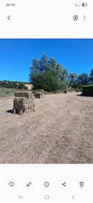 Hay