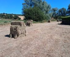 Hay