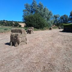 Hay