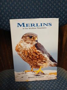 Merlins of the Wicklow Mountains