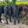 Yearling Bullocks Image 4