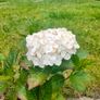 Shrubby hydrangeas brightens boarders Image 5