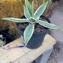 Agave americana Variegata (Variegated Century Plant) Image 2
