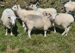 Hoggets