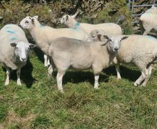 Hoggets