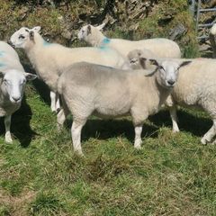Hoggets