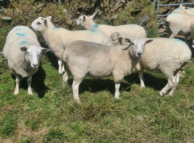 Hoggets