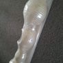 Pisa solid wood curtain poke / rail 8 feet / 240cm cream BNIB Image 3