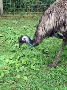 2 emus