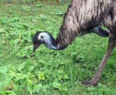 2 emus