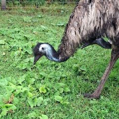 2 emus