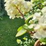 Hydrangea Limelight Image 4