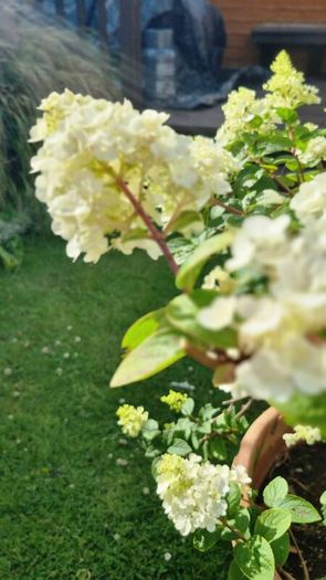 Hydrangea Limelight