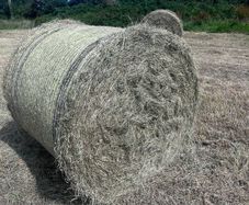 Bales of Rush hay bedding