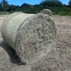 Bales of Rush hay bedding