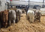 6 Super Continental bull calves for sale