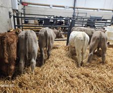 6 Super Continental bull calves for sale