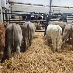 6 Super Continental bull calves for sale