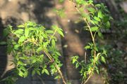 White Fuchsia plant