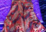 Designer Halterneck Peacock Dress Size 12
