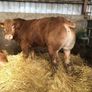 Bulls Image 6