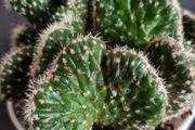 Mammillaria elongata cristata