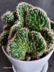 Mammillaria elongata cristata