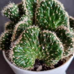 Mammillaria elongata cristata