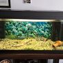 Juwel Aquarium for sale Image 3