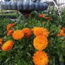 (C) Calendula Radio seeds 2g (414307) Image 2